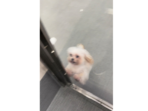 ☆生徒が撮影したモデル犬☆